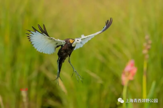 绿色青浦|发现青西：水中父子情 水雉宝宝新生历程