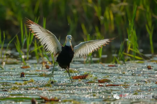 绿色青浦|发现青西：水中父子情 水雉宝宝新生历程