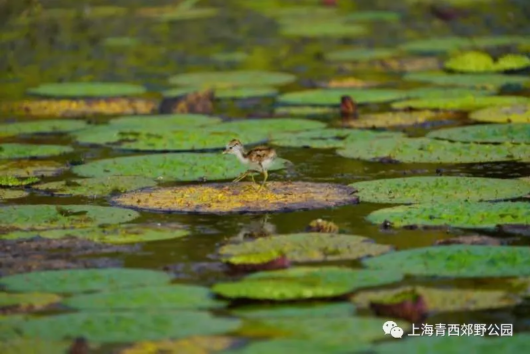 绿色青浦|发现青西：水中父子情 水雉宝宝新生历程