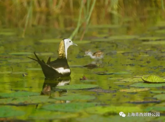 绿色青浦|发现青西：水中父子情 水雉宝宝新生历程