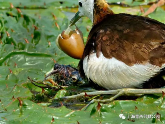 绿色青浦|发现青西：水中父子情 水雉宝宝新生历程