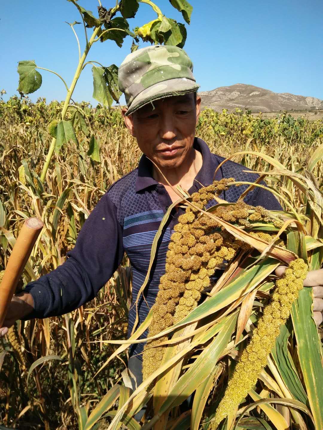 又到了小米收获的季节，小米粒，大营养-京东健康