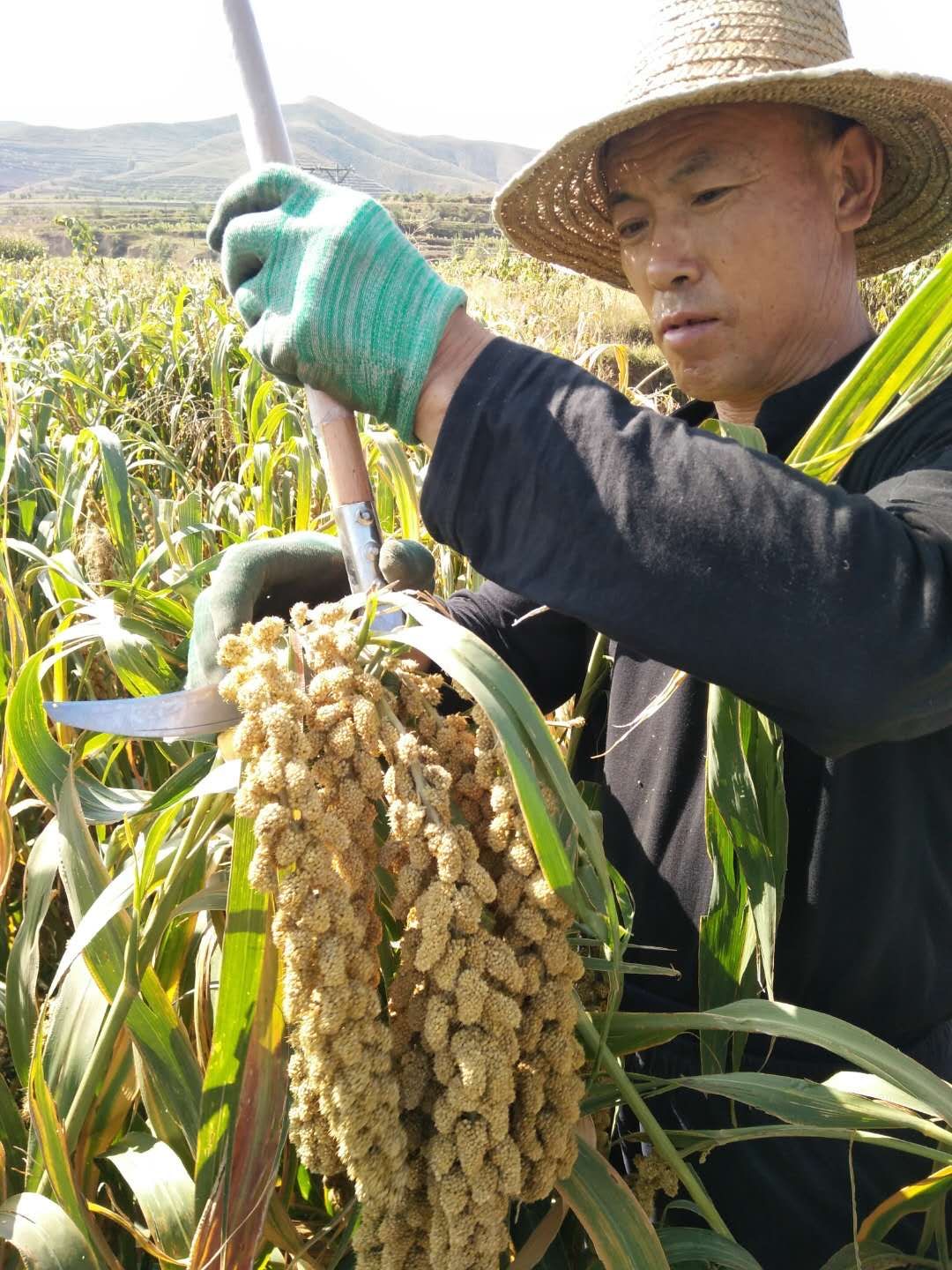 北京日报客户端|万亩怀安贡米开始收割，黄金小米变成脱贫“铁杆庄稼”