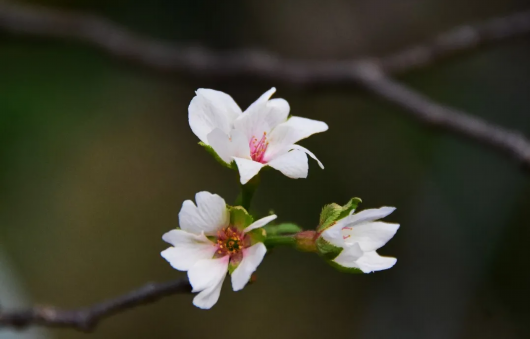 上海徐汇|游客惊喜！在上海植物园能收获“秋日限定”樱花哦