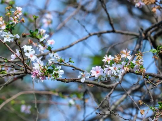 上海徐汇|游客惊喜！在上海植物园能收获“秋日限定”樱花哦