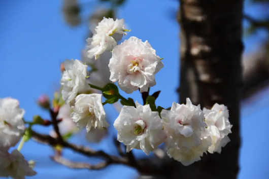 上海徐汇|游客惊喜！在上海植物园能收获“秋日限定”樱花哦