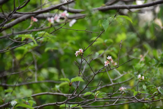 上海徐汇|游客惊喜！在上海植物园能收获“秋日限定”樱花哦