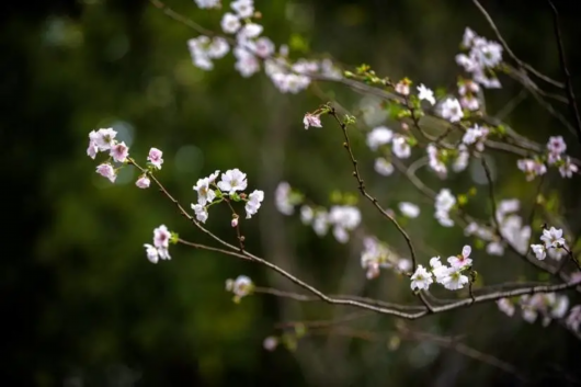 上海徐汇|游客惊喜！在上海植物园能收获“秋日限定”樱花哦