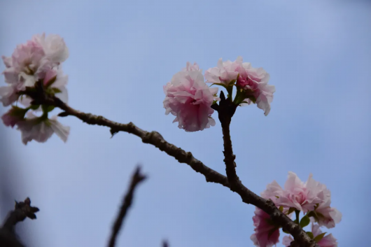 上海徐汇|游客惊喜！在上海植物园能收获“秋日限定”樱花哦