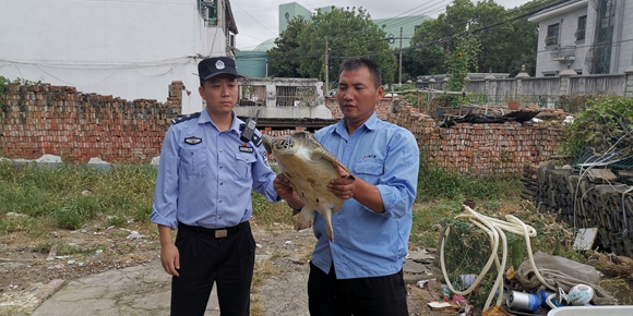 东方网|太平洋海龟竟游进黄浦江！松江一钓鱼爱好者将其救起