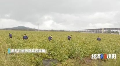 央视财经|猛涨1000多元！从不到4000元，卖到5000元好价！过去的“饲料”，现在卖爆了→