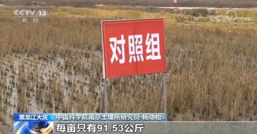 央视网|黑龙江大庆：盐碱地改良剂应用成功 秋收测产增收