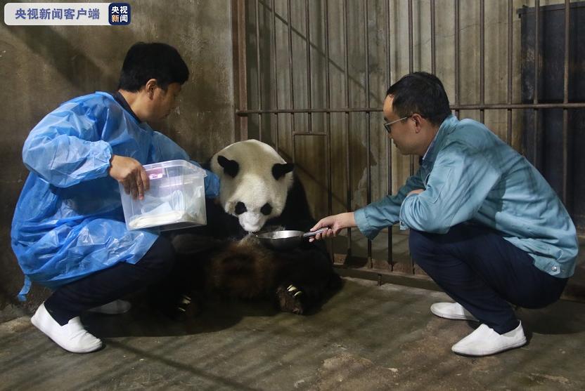 央视新闻客户端|秦岭大熊猫繁育研究中心 高龄大熊猫珠珠诞下一幼崽