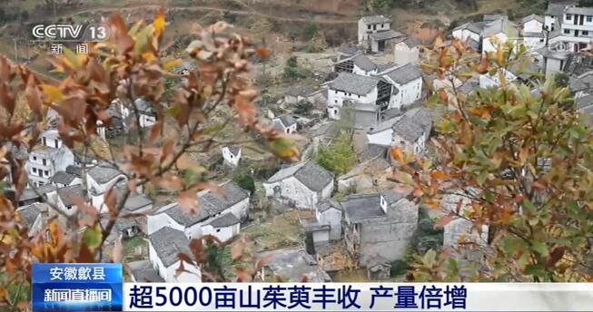 央视网|安徽歙县：超5000亩山茱萸丰收 产量倍增农户增收