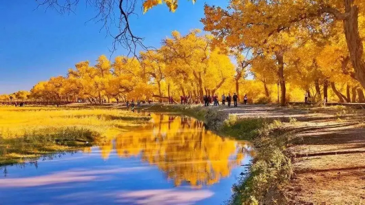 上海宝山|胡杨林黄了，乘“宝山号”包机去看新疆美景