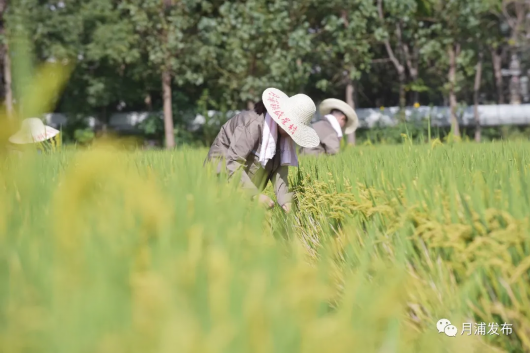 上海宝山|在时光中回味稻香，宝山这部《食·光》mv有没有唤起你的乡愁记忆？