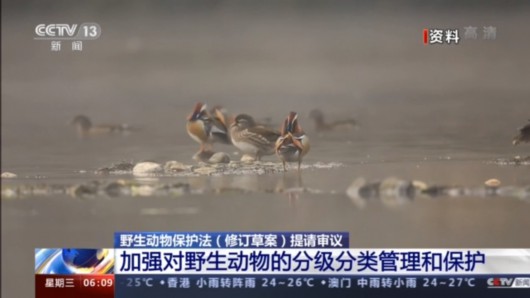 央视网|野生动物保护法、生物安全法、长江保护法提出了这些变化