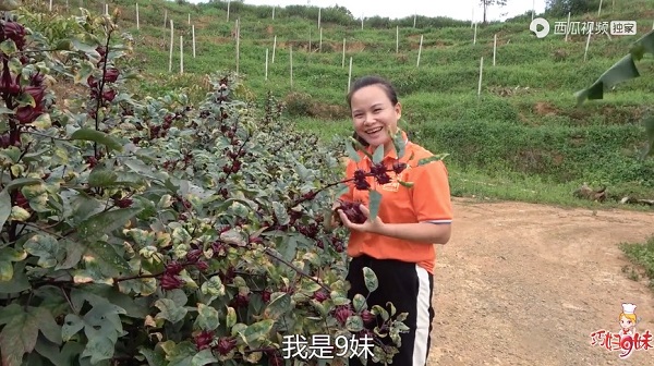 新民晚报|年销农货1200万斤 “巧妇9妹”用短视频和直播带动乡亲脱贫