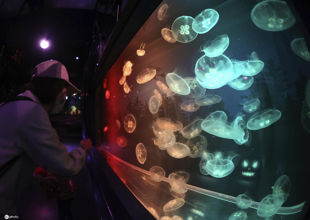 ICphoto|日本水族馆迎接万圣节&#xA0;水母水槽幽灵影像吸睛