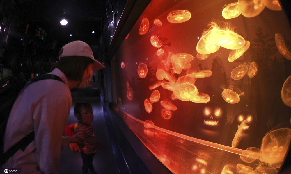 ICphoto|日本水族馆迎接万圣节&#xA0;水母水槽幽灵影像吸睛