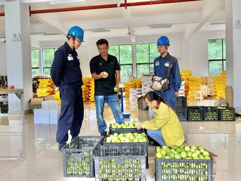 人民日报客户端广西频道|凌云县：电力有保障，百香果香飘