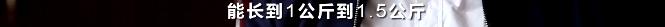 央视财经|痛心！这个“国之瑰宝”面临灭种危险...保卫战已打响