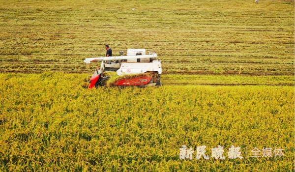 新民晚报|世界顶尖科学家论坛 ｜ 全球8.2亿人口缺少粮食！实现零饥饿，“最强大脑”有何好点子