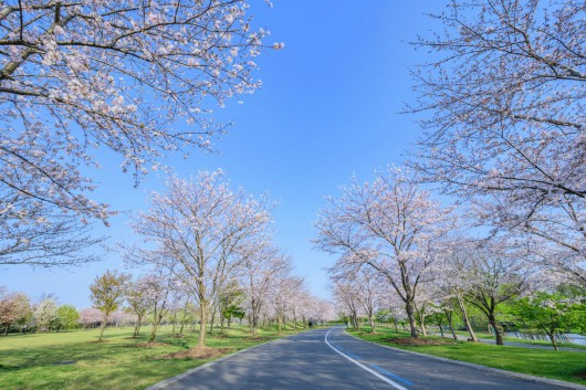 上海松江|美出圈！松江的樱花又开了，央视都来报道