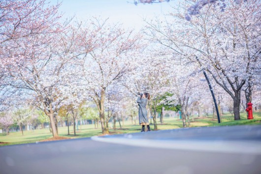 上海松江|美出圈！松江的樱花又开了，央视都来报道