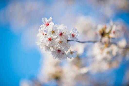 上海松江|美出圈！松江的樱花又开了，央视都来报道