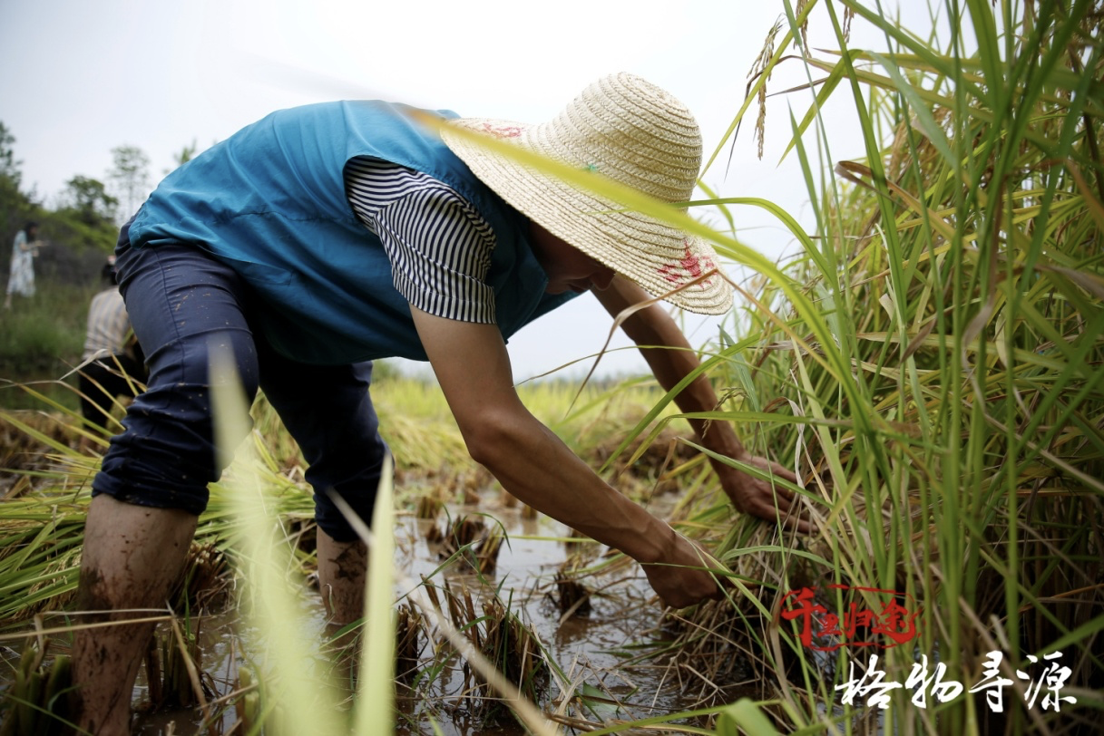 第一财经|千里归途 ｜ 鱼丝寄相思，家乡味的文化传承