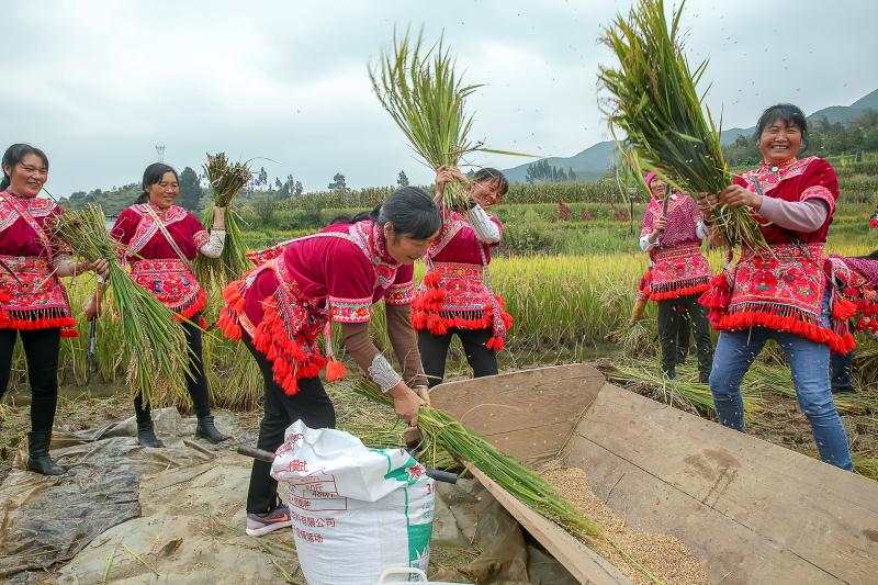 人民日报客户端云南频道|彝族古村“尝新节” 丰收喜悦迎宾客