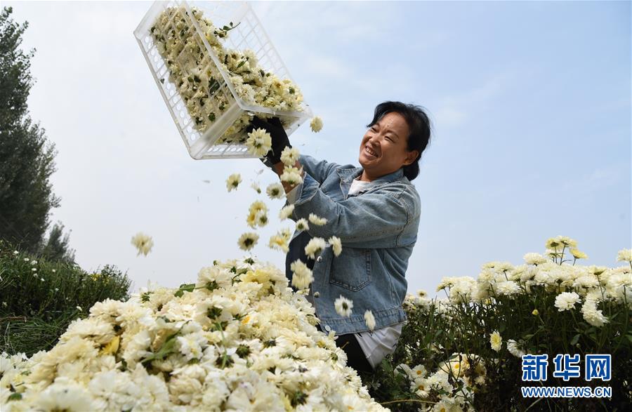 新华网|订单菊花助农增收