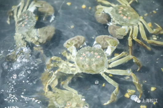 上海松江|好货不怕晚 松江这里的浦江蟹“横行”上市