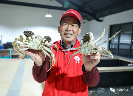 上海松江|好货不怕晚 松江这里的浦江蟹“横行”上市