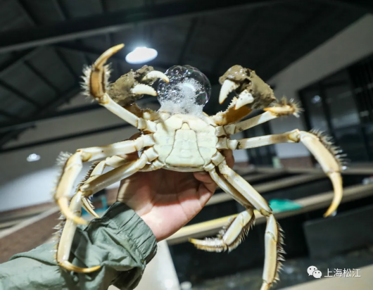 上海松江|好货不怕晚 松江这里的浦江蟹“横行”上市