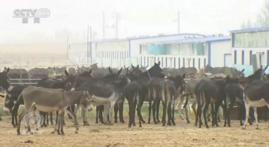 央视网|焦点访谈丨留香瓜、致富驴，脱贫“密码”还有啥？