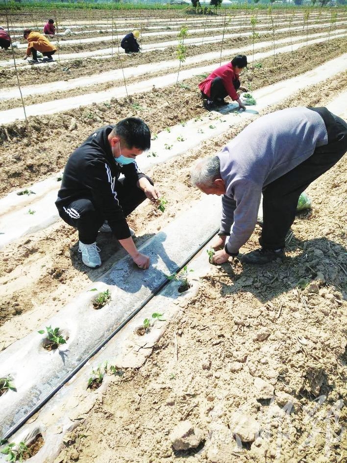 邯郸新闻网|魏县：致富路上的“山楂树之恋”