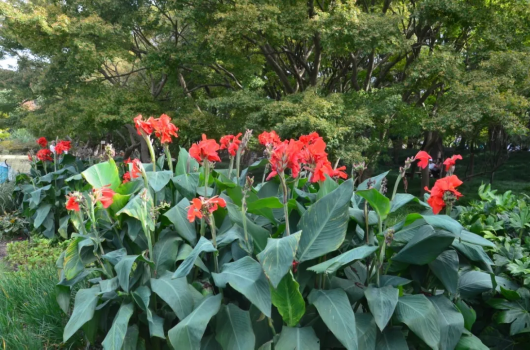 上海松江|绿杨深处有红蕉 松江这座古园的美人蕉已上线