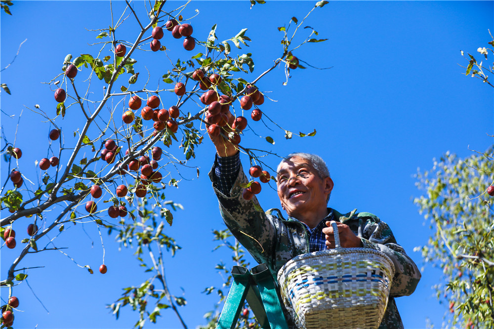 长城24小时|【高清组图】红艳艳的秋天 红火火的日子