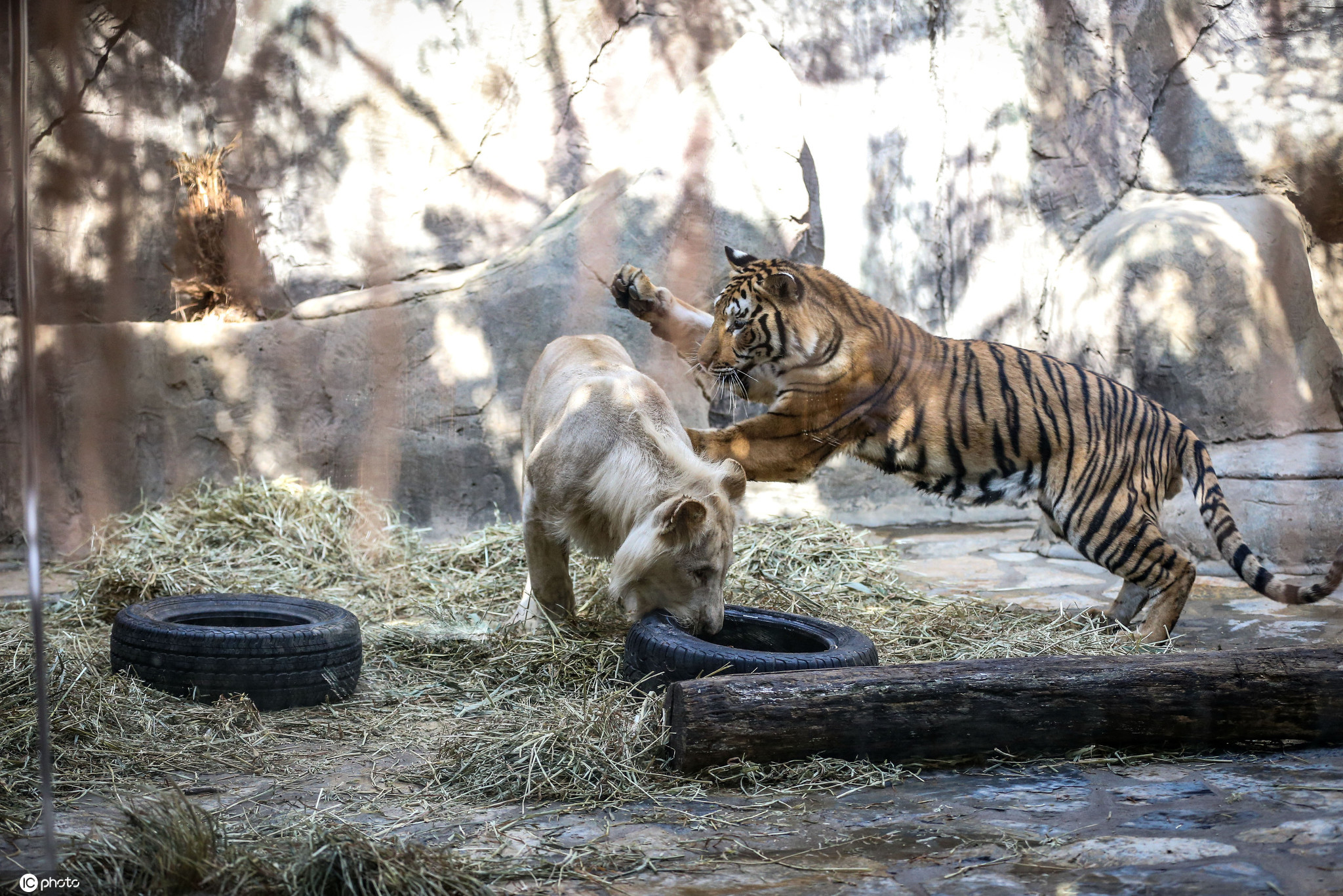 土耳其白狮和孟加拉虎友情深厚 一起嬉戏打闹玩耍
