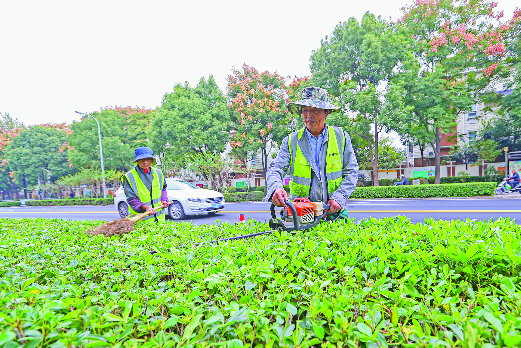 上海松江区政府|上海凯盛园林工程有限公司工人们正在西林北路上修整道路绿化隔离带