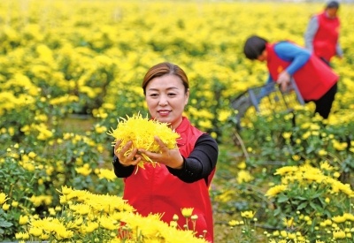 大河客户端|菊花香飘致富路