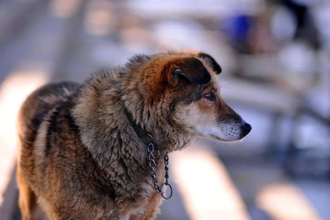 哈尔滨狗患升级今年已有六万人被咬伤，主城区狂犬疫苗告罄