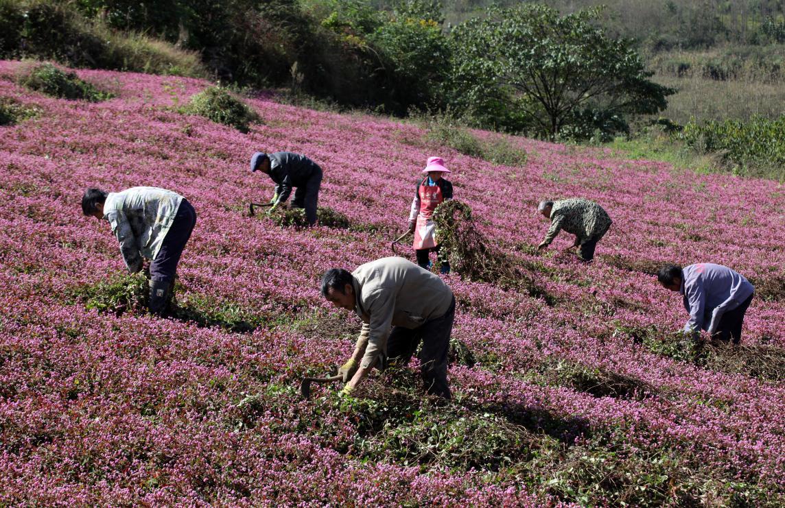 人民日报客户端贵州频道|头花蓼满山坡 粉色花海助增收