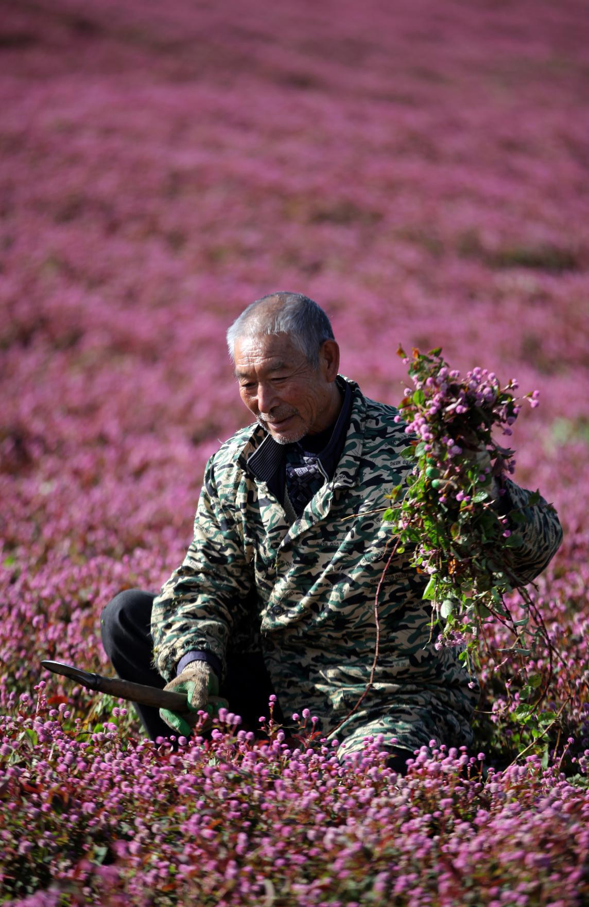 人民日报客户端贵州频道|头花蓼满山坡 粉色花海助增收