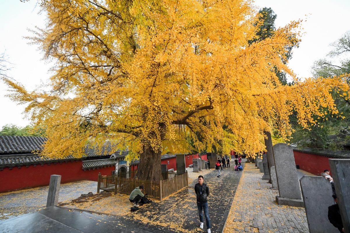 航拍河南少林寺千年古银杏树 银杏黄叶飘落铺满莲花道
