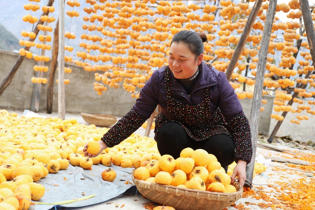 川观新闻|走进美丽新九寨 | 探访：九寨沟旅游复苏，村民满怀信心摆摊卖柿子