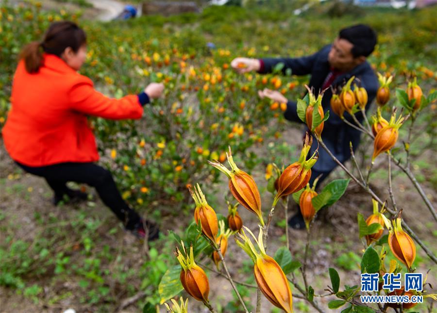 新华网|三峡库区枙子成熟采收忙