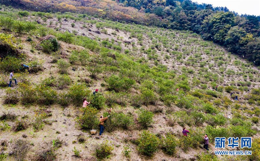 新华网|三峡库区枙子成熟采收忙